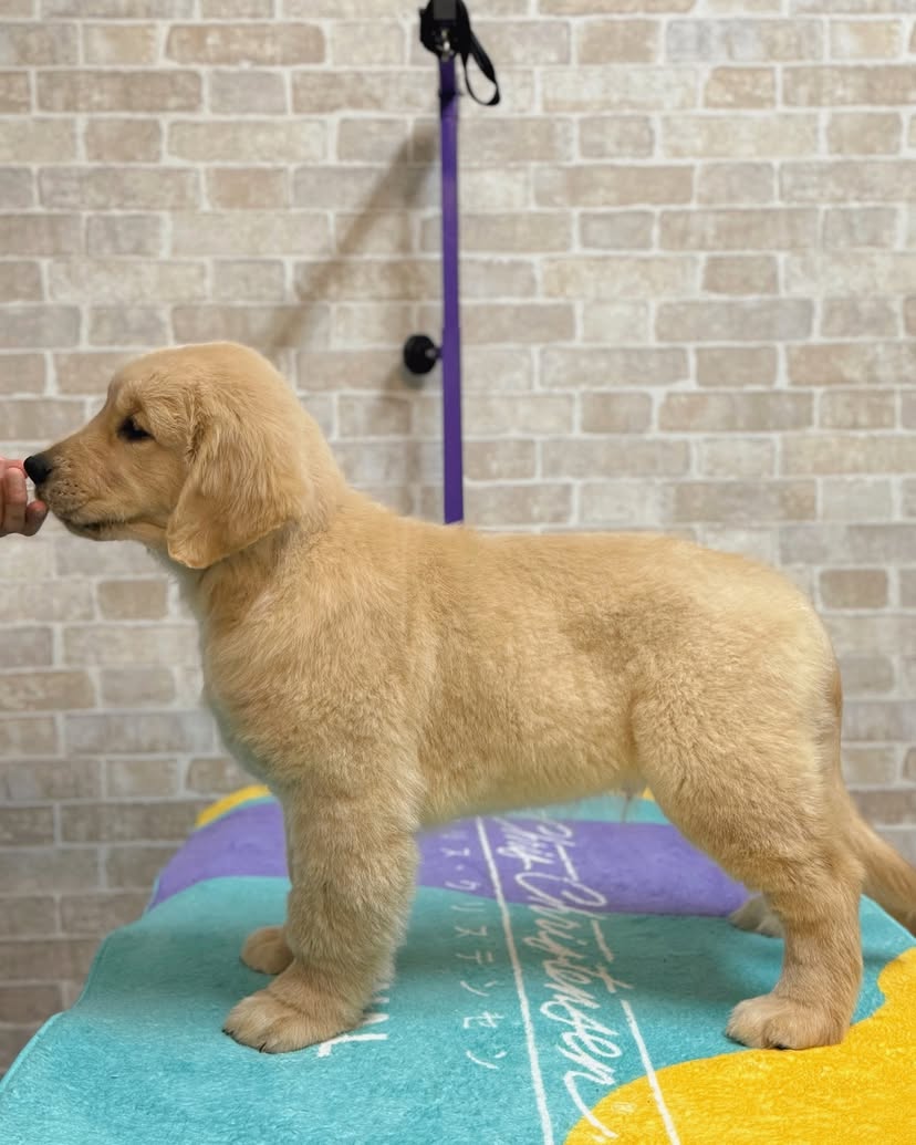 Golden Retriever Puppies For Sale