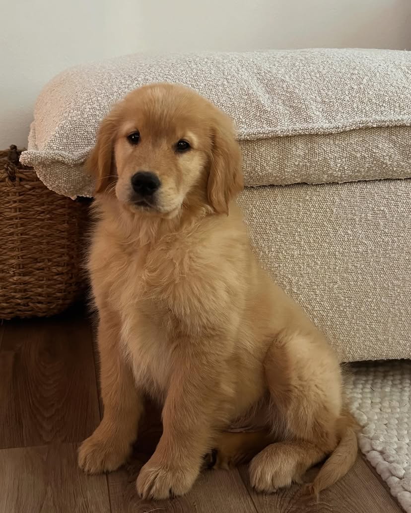 Golden Retriever Puppies For Sale