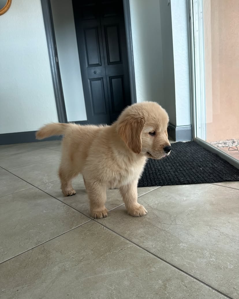 Golden Retriever Puppies For Sale
