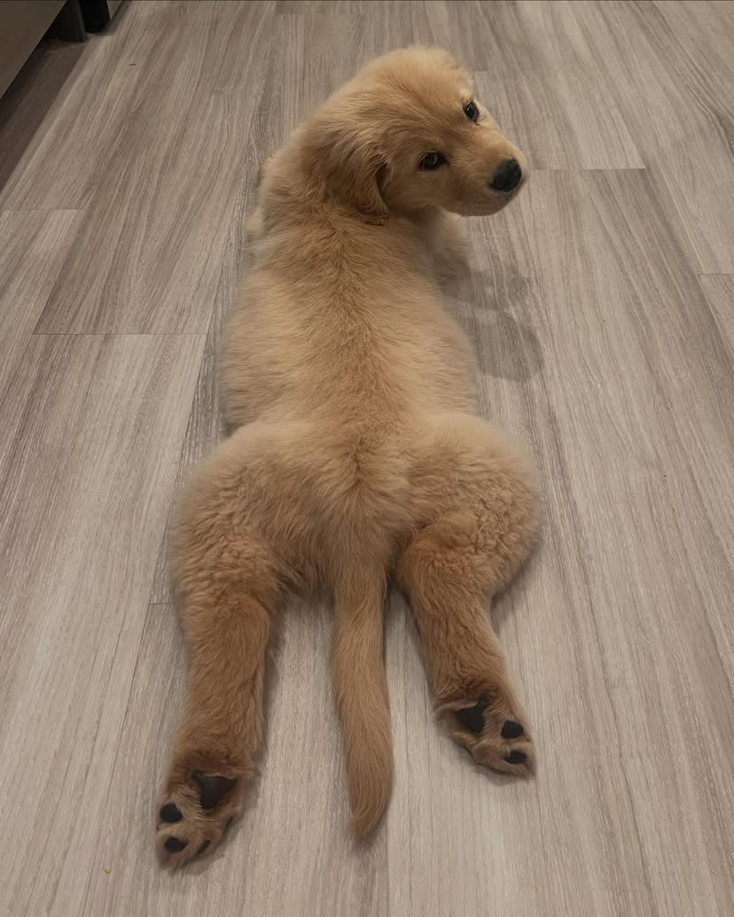 Golden Retriever Puppies For Sale