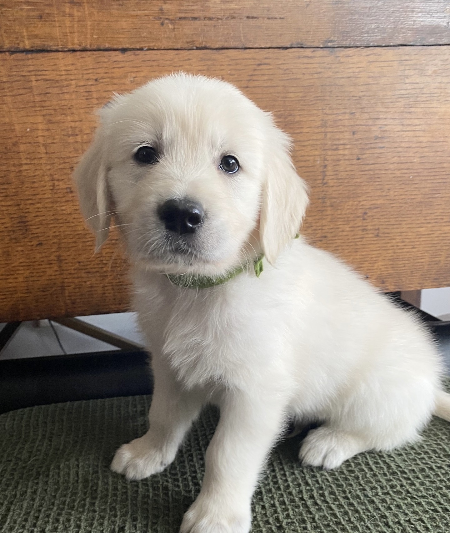 Golden Retriever Puppies For Sale