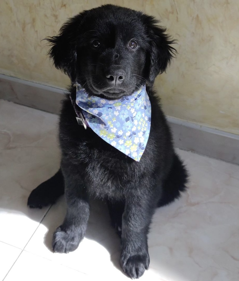 Golden Retriever Puppies For Sale