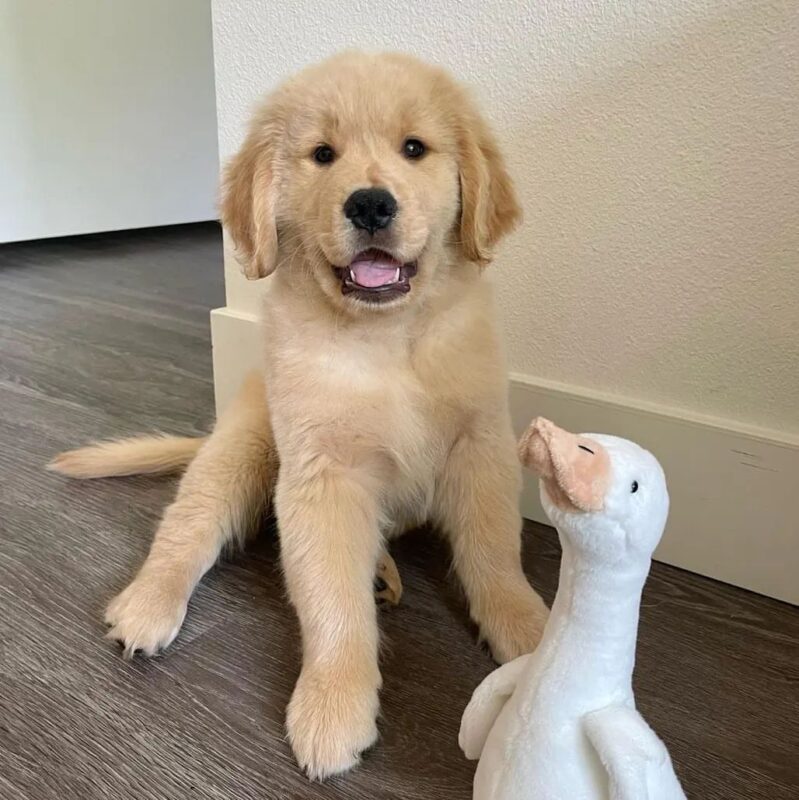 Golden Retriever Puppies For Sale