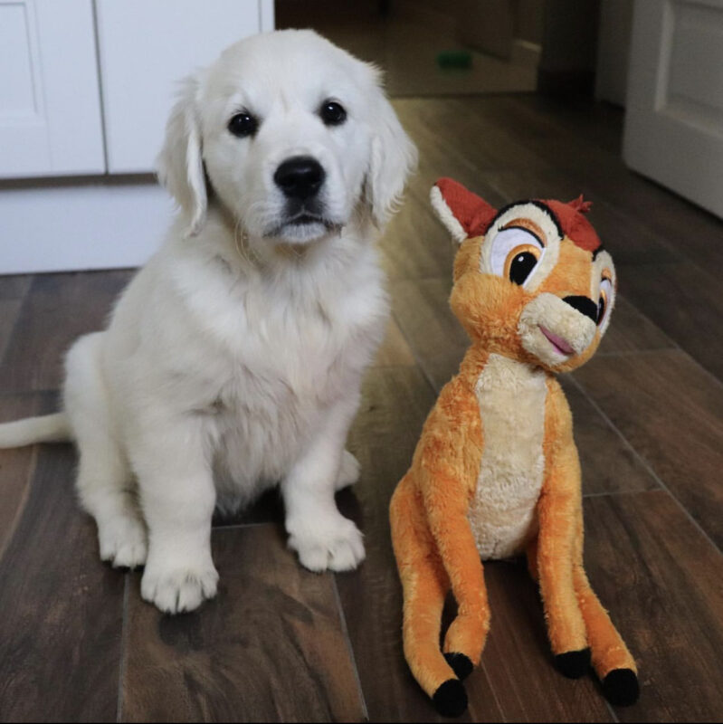 Golden Retriever Puppies For Sale