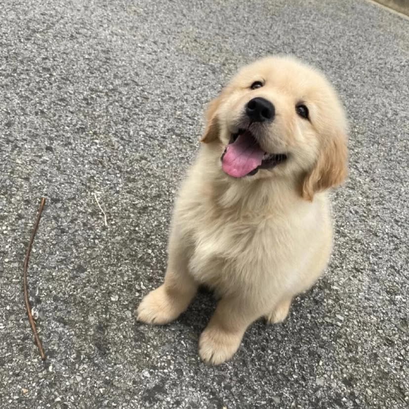 Golden Retriever Puppies For Sale