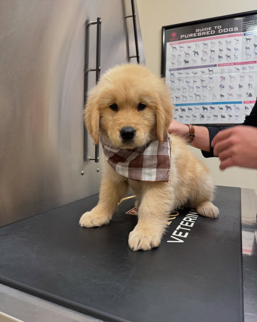 Golden Retriever Puppies For Sale