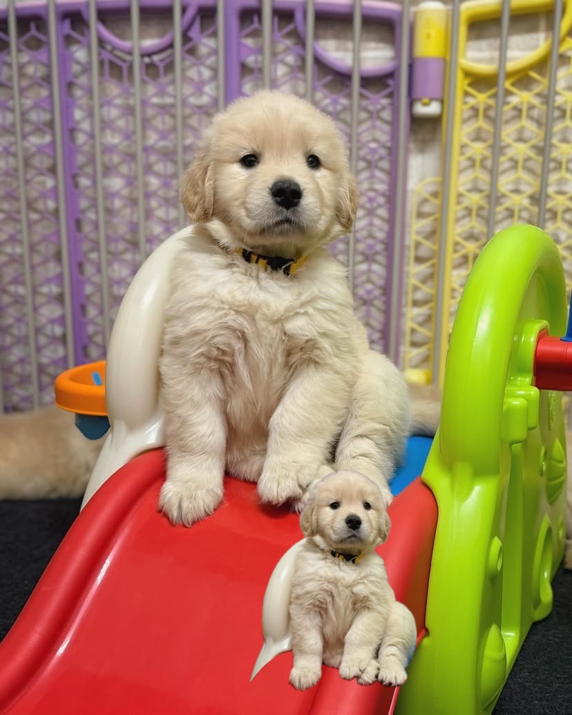 Golden Retriever Puppies For Sale