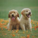 Golden Retriever Puppies For Sale