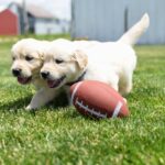 Golden Retriever Puppies For Sale