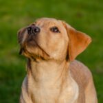 Golden Retriever Puppies For Sale