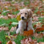 Golden Retriever Puppies For Sale