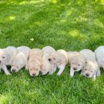 Golden Retriever Puppies For Sale